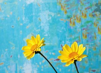 Renklerin Gücü: Sanatta ve Yaşamımızda Kullanımı The Power of Colors: Usage in Art and Our Lives