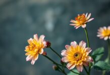 Sanat ve Doğanın Birleşimi: Çiçekler ve Sanatsal İfade The Fusion of Art and Nature: Flowers and Artistic Expression