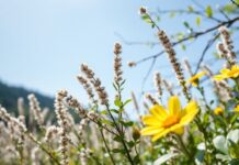 Sanat ve Doğanın Buluşması: Güneşli Günlerde Sanatsal Esintiler The Meeting of Art and Nature: Artistic Inspirations on Sunny Days