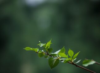 Sanat ve Kültürün Kesiştiği Yollar: Doğal ve Kültürel Etkileşimler Paths Where Art and Culture Intersect: Natural and Cultural Interactions