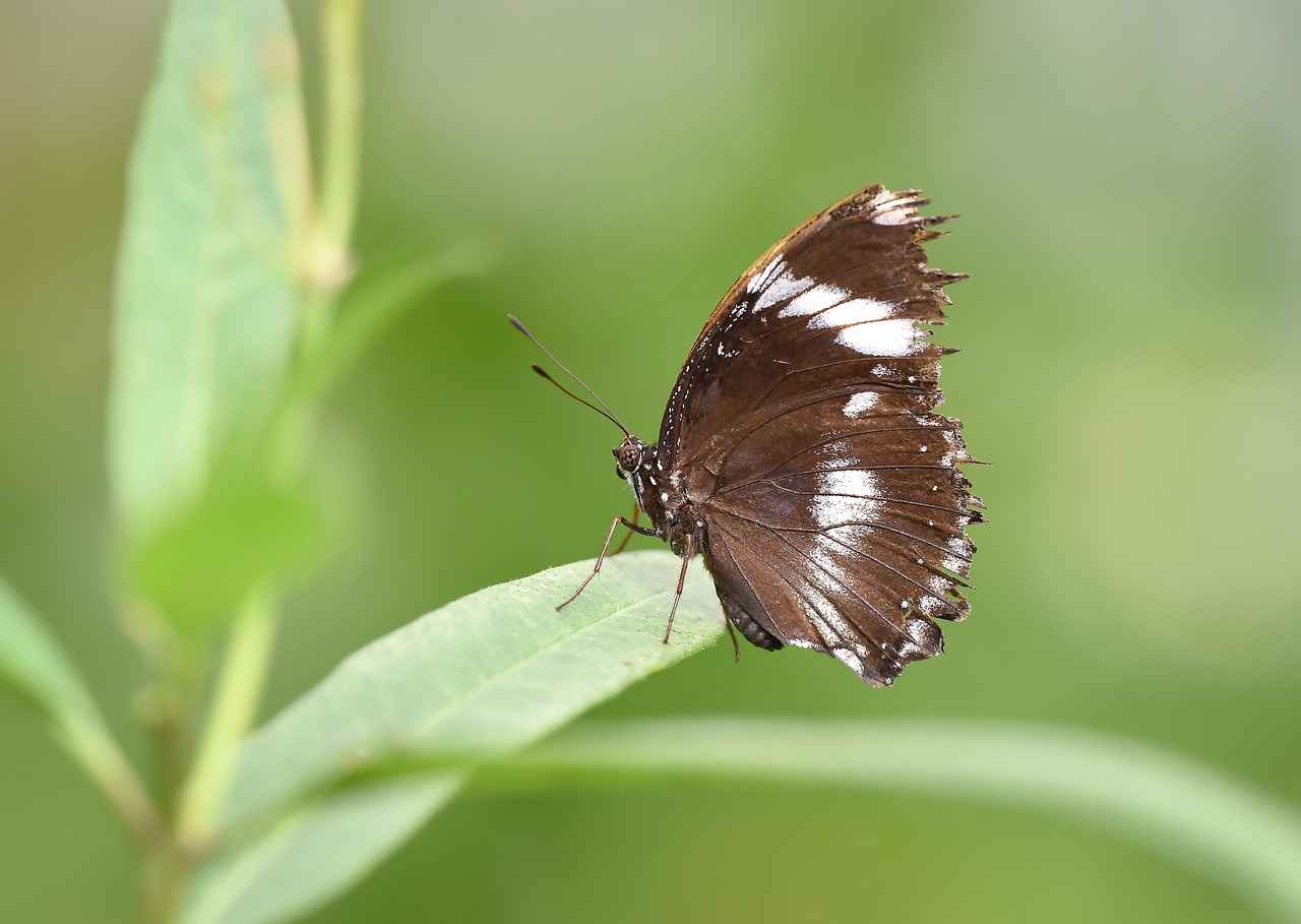 Doğanın Kollarında: Kamp Malzemeleri İle Tanışın