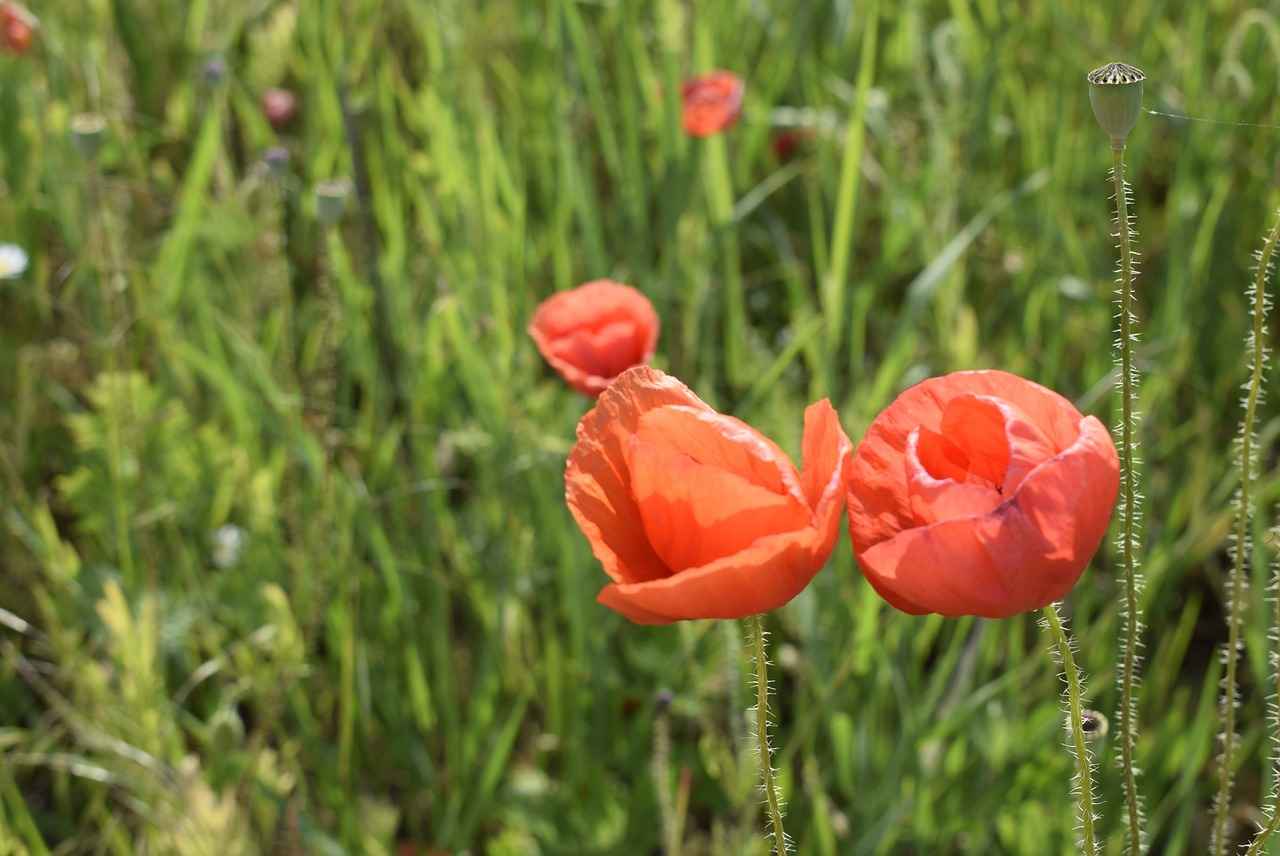 Doğanın Kollarında: Kamp Malzemelerinizi Hazırlayın