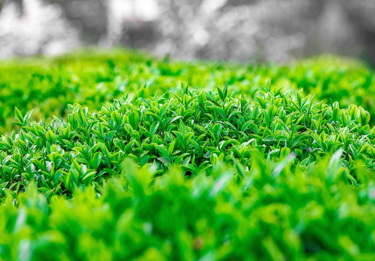 Kamp Malzemeleri ile Doğa Yürüyüşü İçin Hazırlık