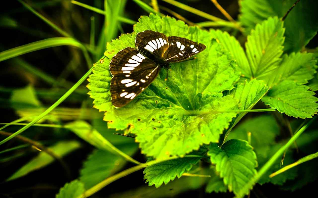 Kamp Yaparken Dikkat Edilmesi Gerekenler