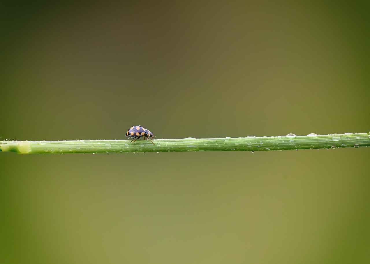 Yiyecek ve İçecek Hazırlığı